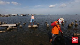 Bahaya Pencemaran Paracetamol seperti Terjadi di Laut Jakarta