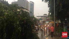 Pohon Tumbang di Warung Buncit, Lalu Lintas Macet Total