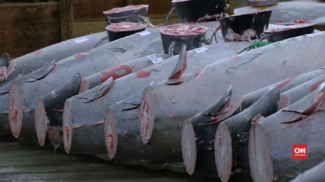 Tuna Reksa Pelelangan Tuna Raksasa Jepang yang Hebohkan Dunia