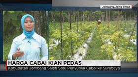Kenaikan Harga Cabai di Daerah