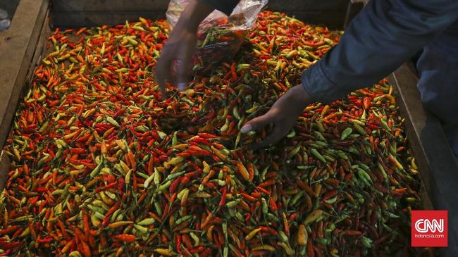 Akhir-akhir ini harga cabe kian mengkhawatirkan, terutama cabe rawit. Tak perlu khawatir, Anda bisa menyimak cara menanam cabe rawit di rumah berikut ini.