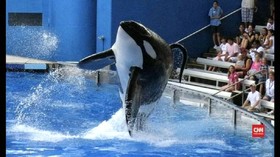 Tilikum Paus Pembunuh SeaWorld Mati