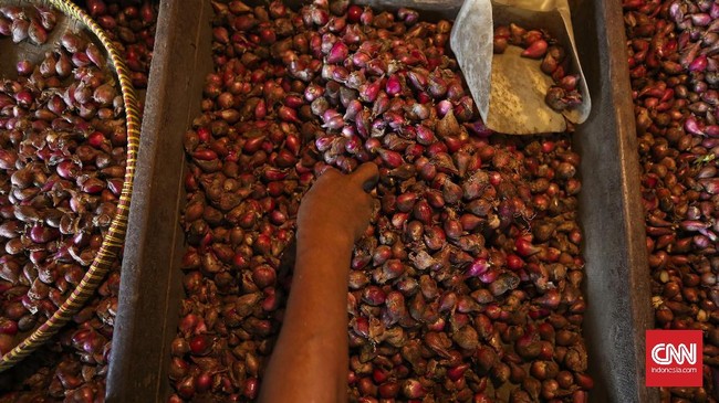 Indeks Bulanan Rumah Tangga CIPS menyebut harga satu kilogram bawang merah di Indonesia lebih mahal ketimbang Australia, Singapura, dan India.
