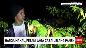 Harga Mahal, Petani Jaga Cabai Jelang Panen