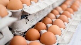 Korea Selatan Mengalami Krisis Telur Ayam Lokal