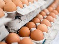 Korea Selatan Mengalami Krisis Telur Ayam Lokal