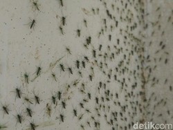 Pertama Kali dalam Sejarah, Ada Nyamuk di Islandia!