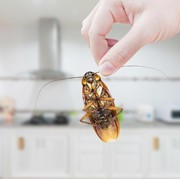 5 Cara Efektif Membasmi Kecoak di Kamar Mandi