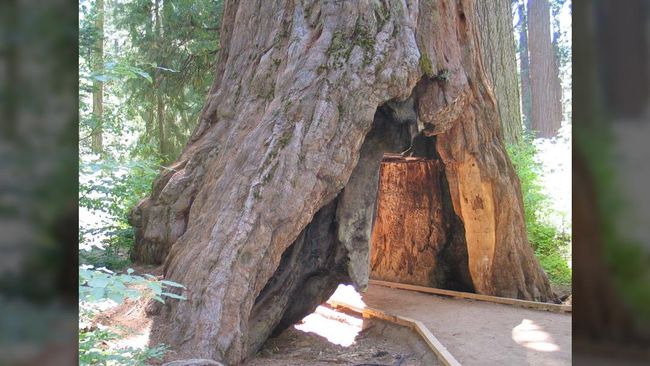 ‘The Pioneer Cabin Tree’ harus tumbang karena badai yang menerjang California. Akar pohon 'berlorong' itu disebut sudah sangat tua.