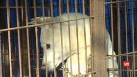 Ratusan Anjing Korsel Lolos Jadi Menu Makan Malam