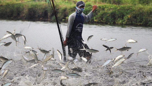 Kepala Badan Karantina Ikan, Pengendalian Mutu, dan Keamanan Hasil Perikanan (BKIPM) menyatakan dari dori ilegal ditemukan bahan pemutih di luar batas.