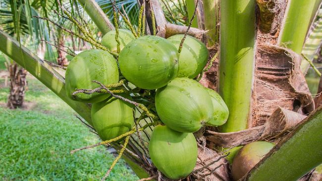 Simak Manfaat Air Kelapa Muda Bagi Jantung 