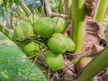 Manfaat Air Kelapa: Nutrisi Tubuh hingga Jantung Sehat