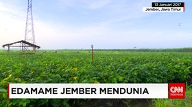 Edamame Jember Mendunia