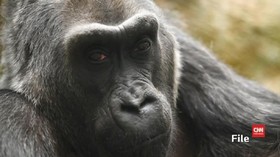 Gorila Tertua Ditemukan Mati di Kandangnya