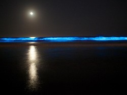 Laut Pantai Selatan Jawa Bercahaya, Itu Cara Fitoplankton Caper