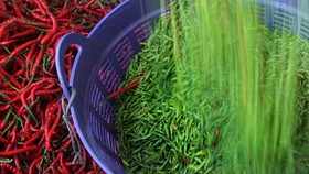 Duh, Pedas! Harga Cabai Ngegas Nyaris 19 Persen Sambut Iduladha