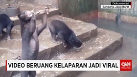 Beruang Kurus Di Kebun Binatang Bandung