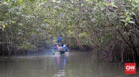 Jelajah Mangrove di Jalur Petilasan Suku Laut