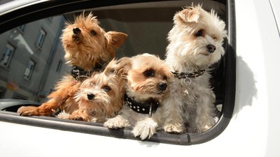 Seekor Anjing Imut Didaulat jadi Duta Hotel di Australia