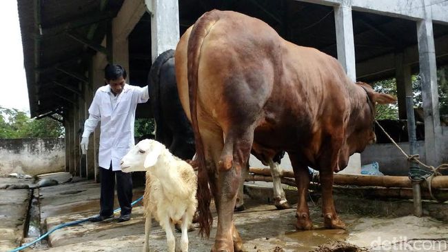 Dinas Pertanian dan Peternakan Kendari memiliki target 350 ekor sapi betina wajib bunting melalui program Siwab.