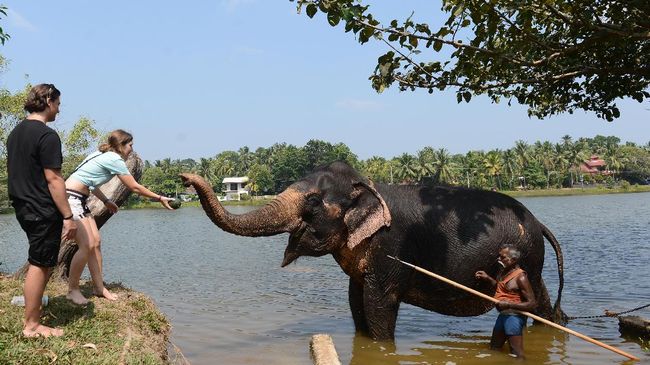 Phuket Elephant Sanctuary jadi rumah bagi gajah yang pensiun dari atraksi wisata hewan. Chris Martin 'Coldplay' sudah pernah berkunjung.