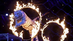 Paksa Harimau Mengaum, Kebun Binatang Thailand Dikritik