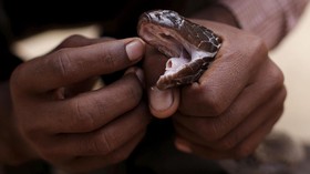 51 Kasus Gigitan Ular di Jabar, 10 Orang Meninggal Dunia