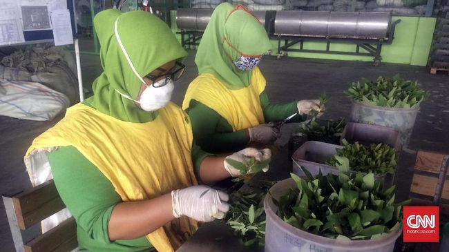 Eucalyptus Nursery Pekerja perempuan melakukan pembibitan di kawasan Eucalyptus Nursery, Perawang, Riau. (CNN Indonesia/Prima Gumilang)