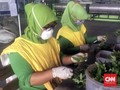 RI Patenkan Anti Virus Corona, Disebut Bisa Untuk Covid-19