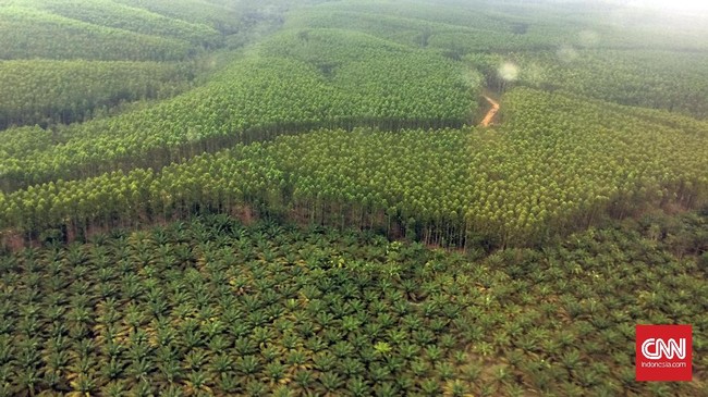 Koalisi Antimafia Hutan melaporkan hasil investigasi struktur kepemilikan bisnis kehutanan Sinar Mas yang diduga mengalir ke perusahaan di negara surga pajak.