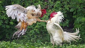 Sabung Ayam Kembali Menggeliat di Tahun Ayam Api