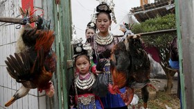 Kemeriahan Tradisi Tarik Kepala Ayam di China
