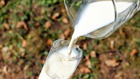 Studi: Rajin Minum Susu Saat Flu Bikin Tambah Ingusan