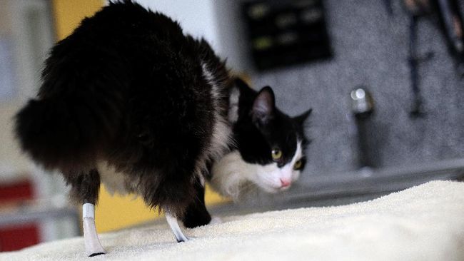 Pooh menjadi kucing pertama di Bulgaria yang mendapatkan sepasang kaki robot, setelah kehilangan kedua kaki belakangnya akibat kecelakaan.