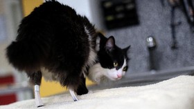 Kucing Bionik Jadi Bintang Baru di Bulgaria