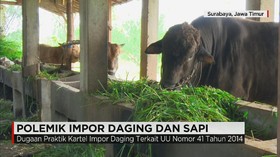 Masalah Impor Daging dan Sapi
