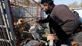 Pemberian Makan Pertama di Kebun Binatang Mosul Pasca Perang