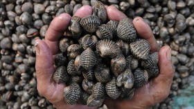 Membersihkan Kerang yang Terkontaminasi
