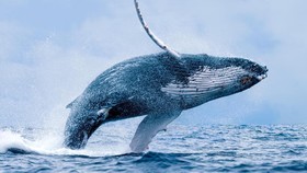 Horor Internet, Puluhan Anak Bunuh Diri karena Blue Whale
