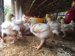 Harga Ayam Anjlok di Tengah Corona, Peternak Terancam Gulung Tikar