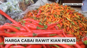 Harga Cabai Rawit Kembali Naik