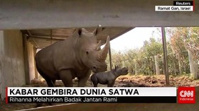 Kelahiran Bayi Satwa Langka