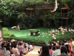Lebih dari 3.000 Burung di Singapura Bermigrasi, Mau ke Mana?