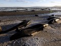 Wisata Kuliner Paus di Islandia Menjadi Sorotan