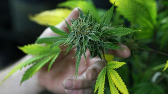 Penggunaan rokok elektronik kerap dikombinasikan dengan ganja. Di AS, sekitar 2,6 juta pelajar mengisap ganja dengan vape.
