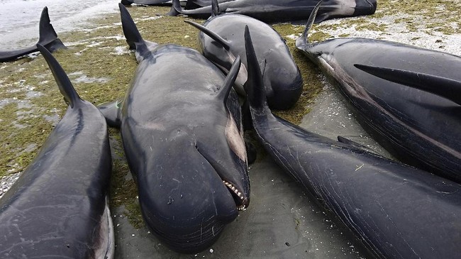 Sekitar 300 ikan paus ditangkap lima kapal penangkap ikan Jepang dalam perburuan tahunan di perairan antartika yang telah berlangsung sejak November lalu.