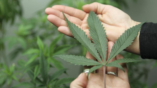 Mulai Juli, warga Uruguay bisa menikmati ganja secara legal yang dijual bebas dengan harga terjangkau di apotik, untuk keperluan medis dan rekreasional.