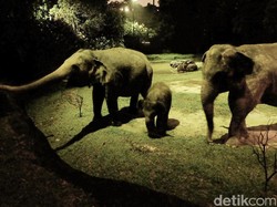 TSI Gelar Safari Malam Setiap Hari Selama Libur Lebaran