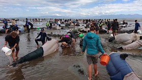 Ratusan Paus Tewas Terdampar di Pantai Selandia Baru